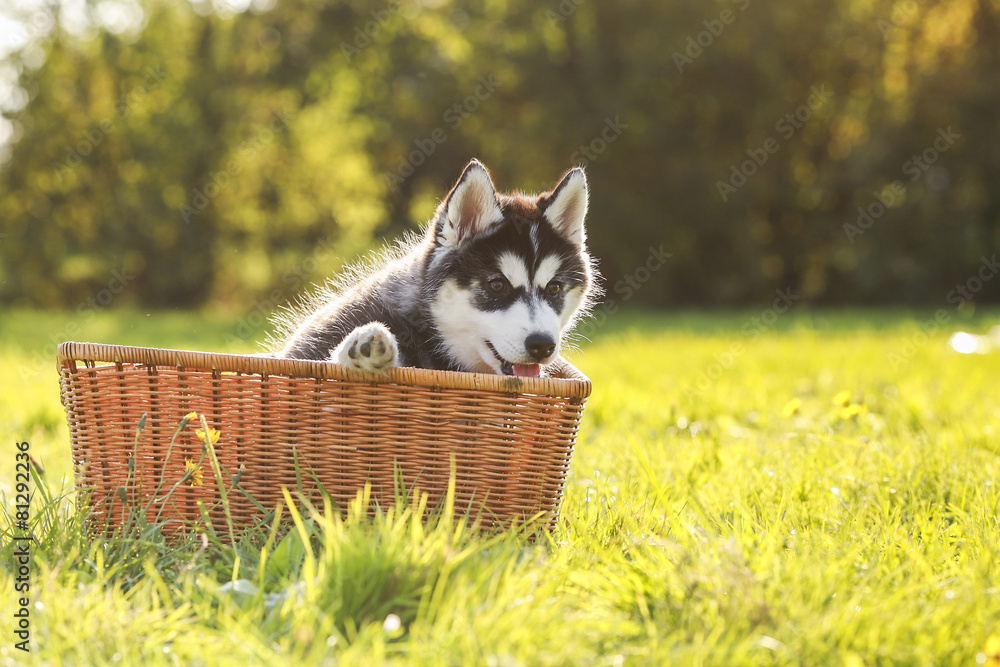 Fototapeta premium husky puppy in a basket