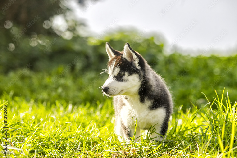 husky puppy looking around husky puppy looking around