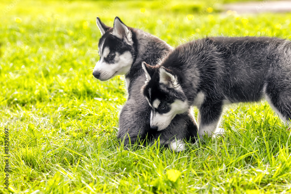 .Puppies husky. sitting on the grass. Two.