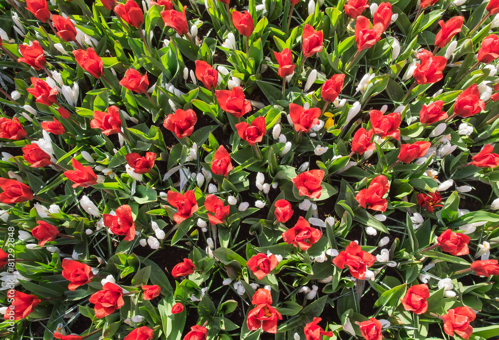 red tulips and white crocus