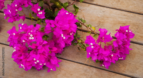Pink bougainvillea flowers on a wooden background