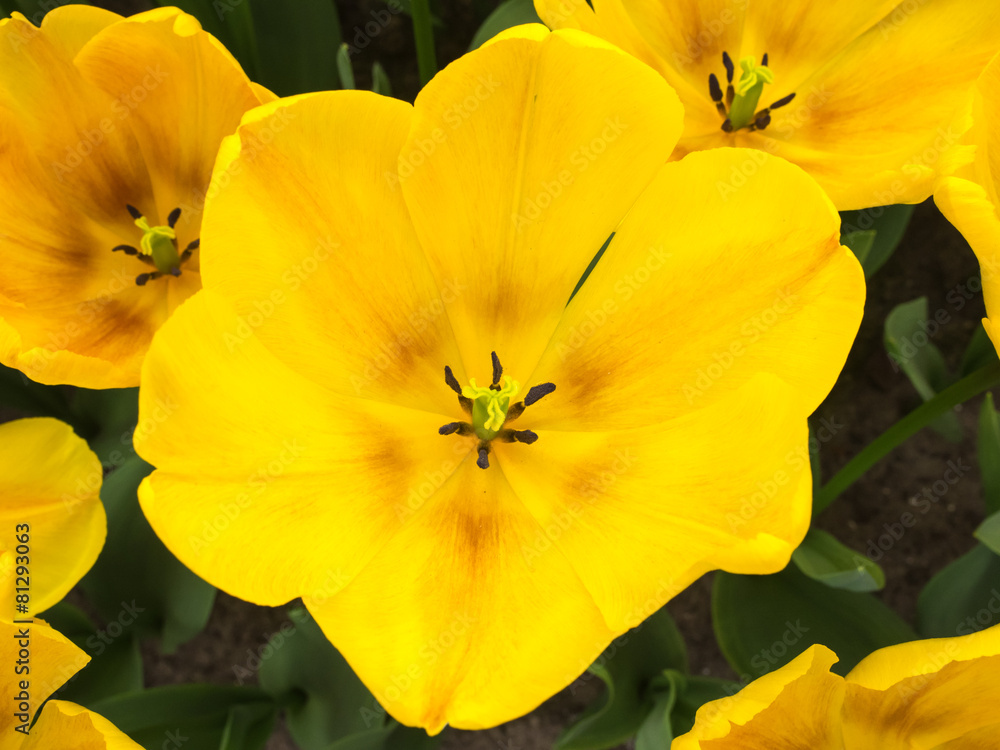 yellow show tulips yellow show tulips