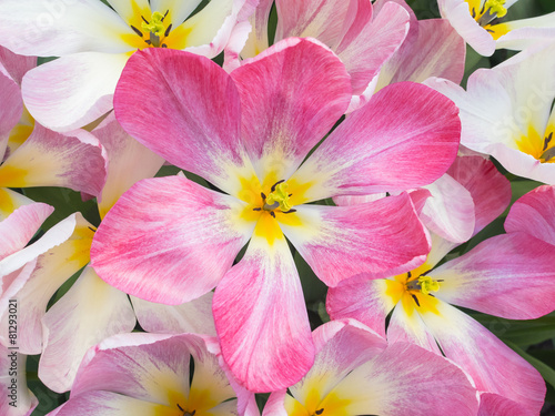 pink show tulip