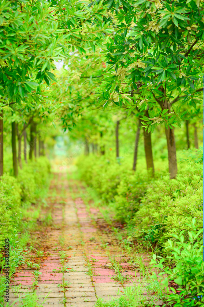 Marvelous scenery of the forest before the arrival of autumn