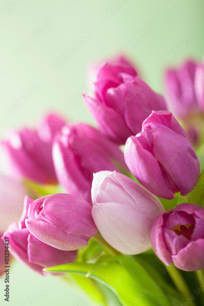 Obraz premium beautiful purple tulip flowers