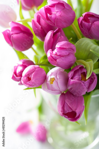 beautiful purple tulip flowers in vase
