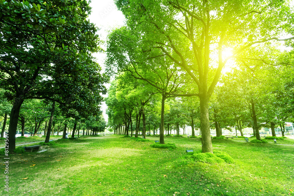 Obraz premium ścieżka i drzewa w parku