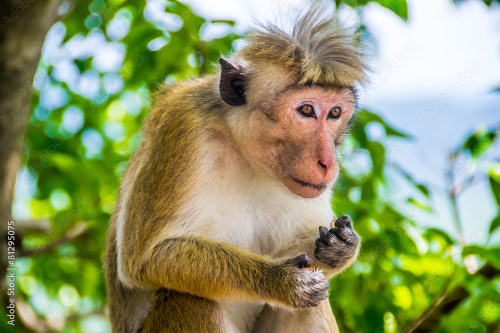 funny monkey with topknot in Sigiriya, Sri Lanka Stock Photo | Adobe Stock funny monkey with topknot in Sigiriya, Sri Lanka Stock Photo | Adobe Stock