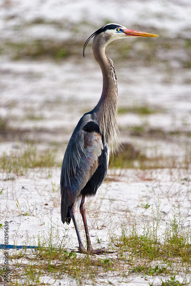 Naklejka premium The Great Blue Heron