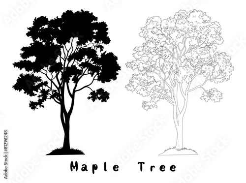 Maple Tree Silhouette, Contours and Inscriptions