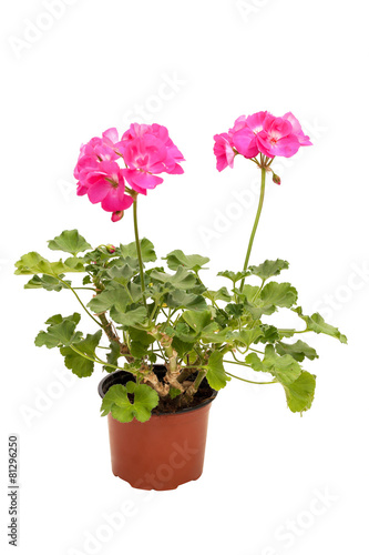 Fototapeta Naklejka Na Ścianę i Meble -  Pink pelargonium in a flowerpot