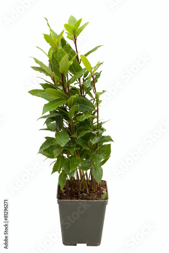 Laurus nobilis in pot on white backrgound