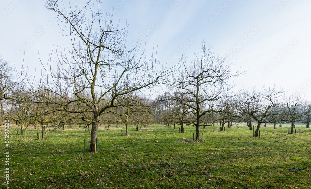 Traditional orchard with half standard cherry trees Traditional orchard with half standard cherry trees