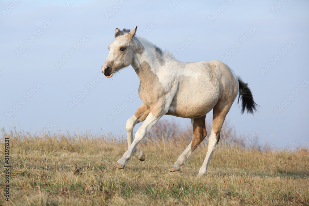 Paint horse foal running in freedom alone Paint horse foal running in freedom alone