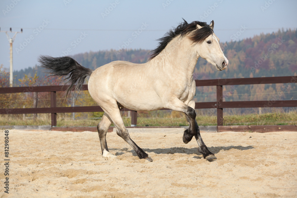 Fototapeta premium Amazing welsh cob running