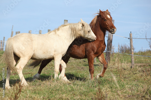 Two young stallions playing together © Zuzana Tillerova
