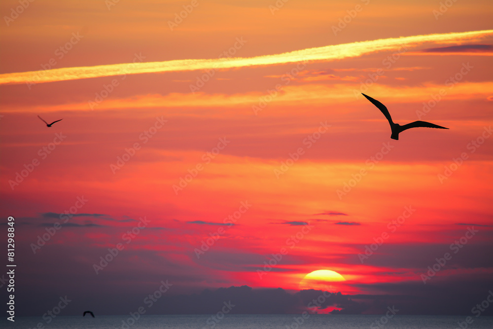 Naklejka premium sylwetki ptaków o zachodzie słońca