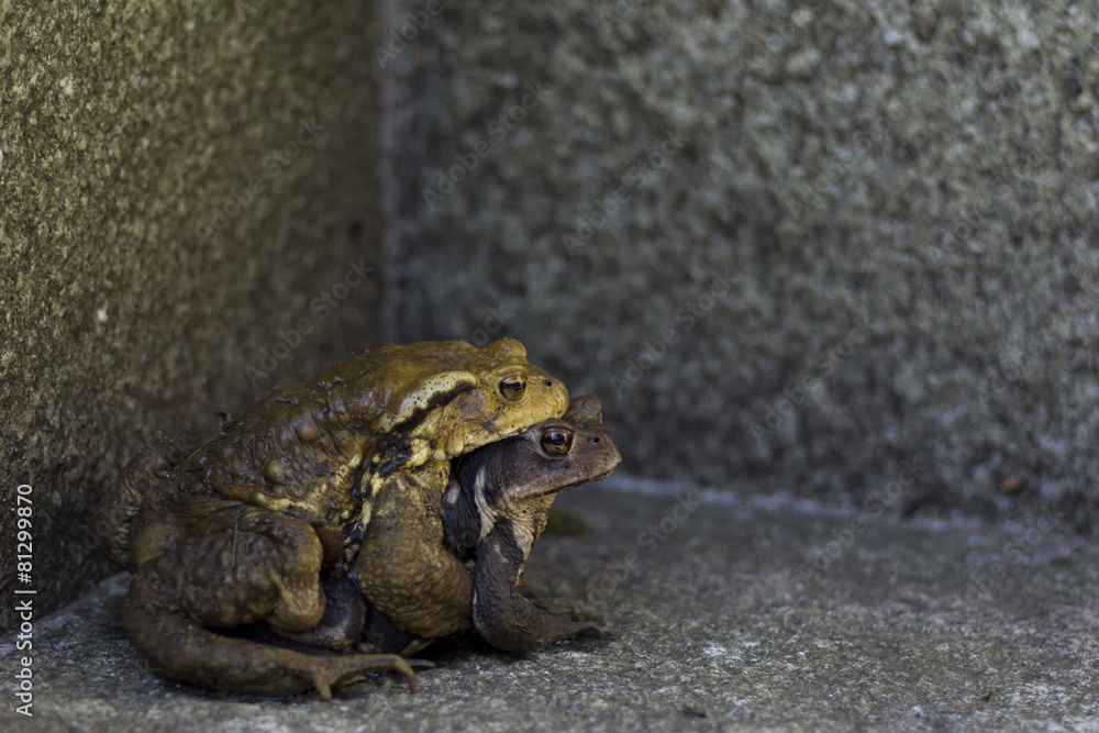 Obraz premium アズマヒキガエル
