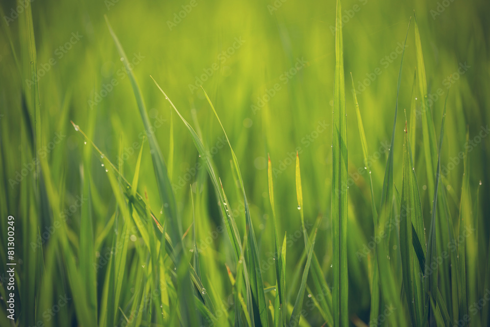 close up of morning dew on rice field - Vintage effect style pic close up of morning dew on rice field - Vintage effect style pic