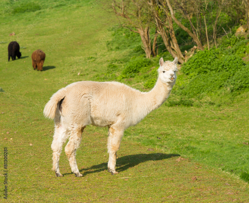 Obraz premium Alpaca like small llama coat used for wool from South America