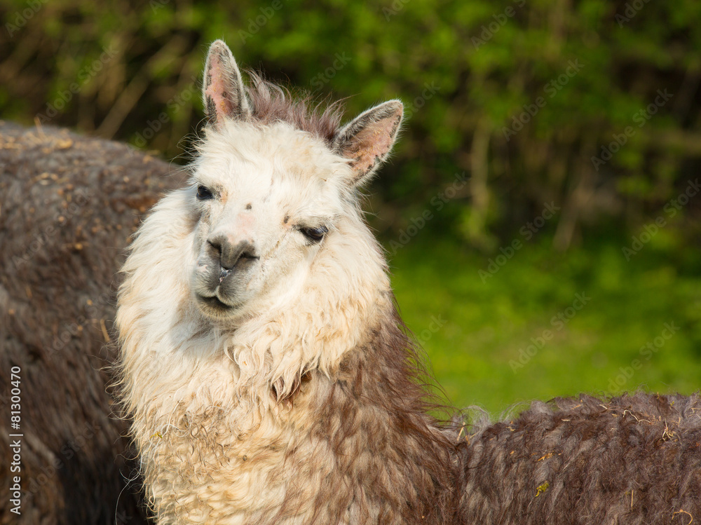 Naklejka premium Alpaca portrait cute animal from South America