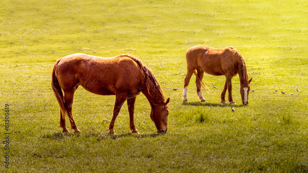 Obraz premium horse2
