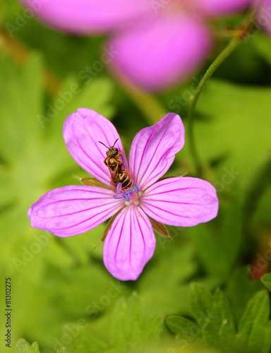 wasp on a flower