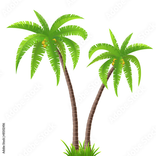 Two coconut palm trees on white background