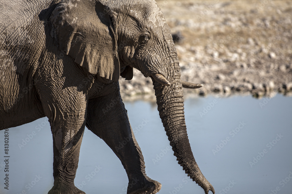 Fototapeta premium Elephants