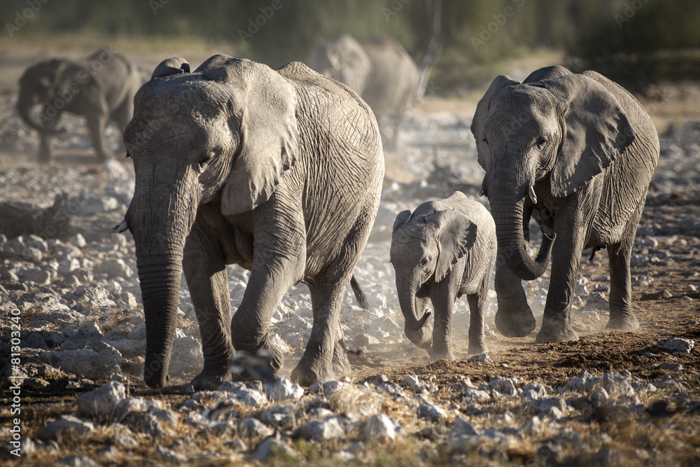 Fototapeta premium Elephants