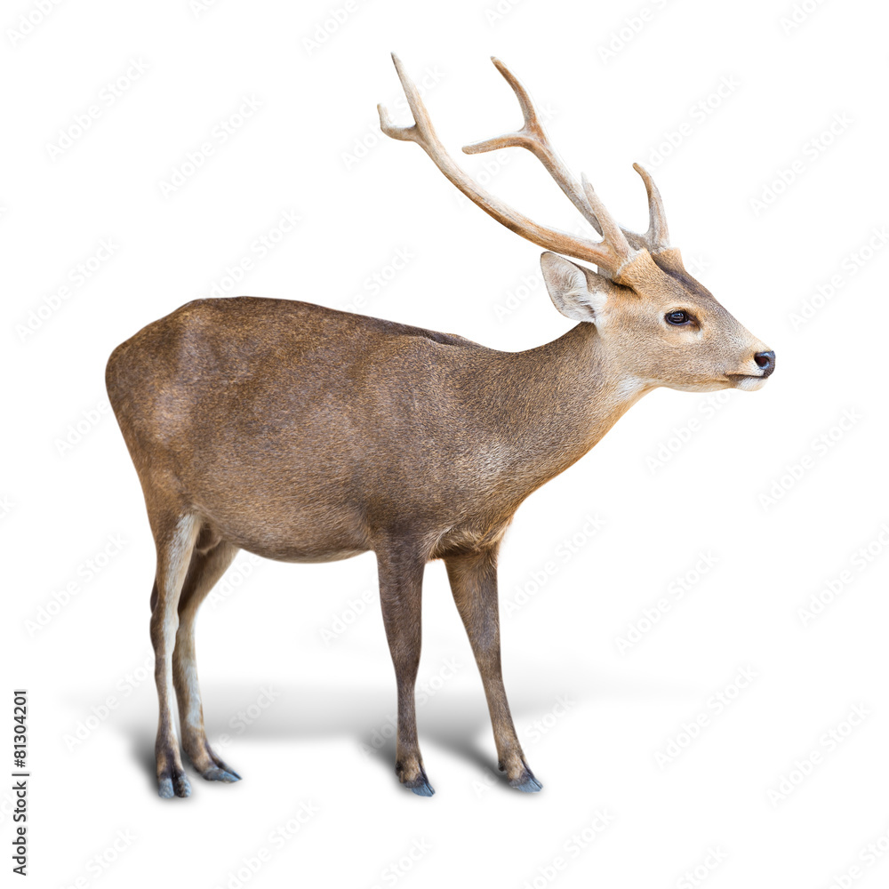 Fototapeta premium Eld deer isolated