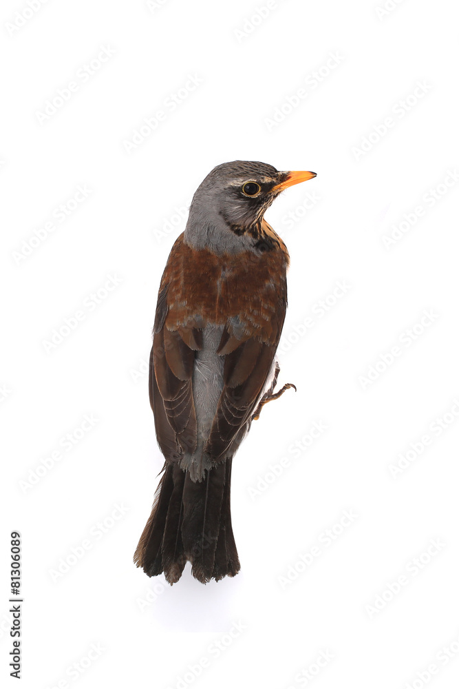 Fototapeta premium thrush