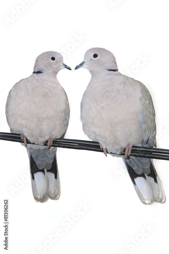Quadro su tela Turtle Dove