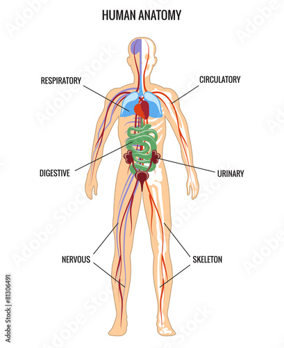 Human anatomy