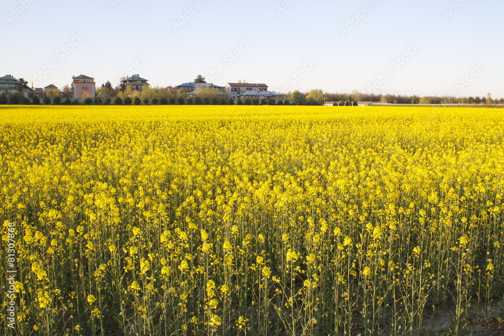 Fototapeta premium Campo di colza