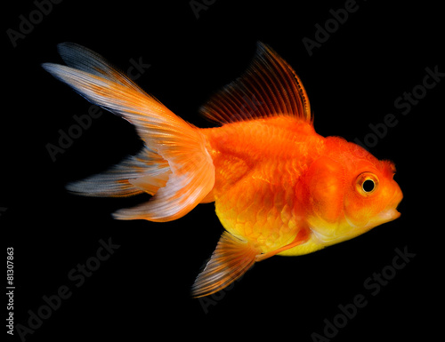 goldfish isolated on black background