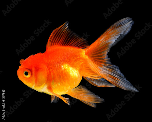 goldfish isolated on black background