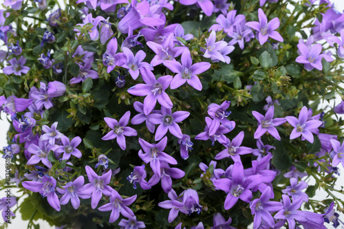 purple spring flower bush Dalmatian bellflower 