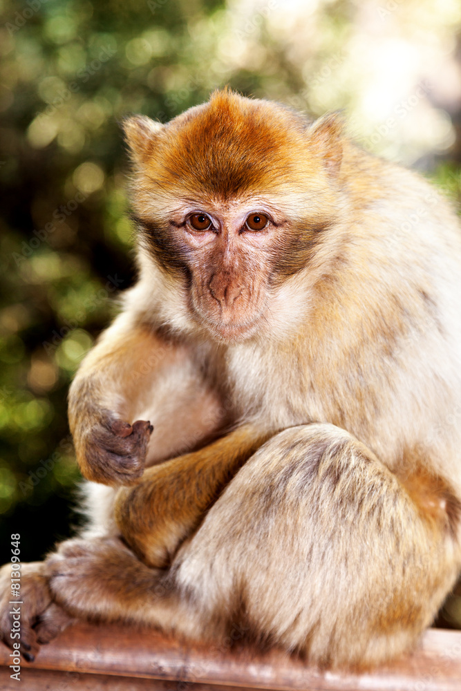 Monkey in the wild in Morocco Monkey in the wild in Morocco
