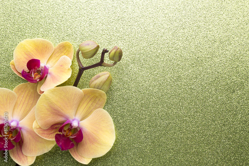 Fototapeta Naklejka Na Ścianę i Meble -  Yellow orchid.