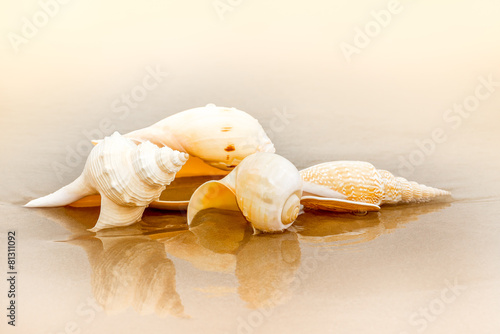 Sea shell at beach