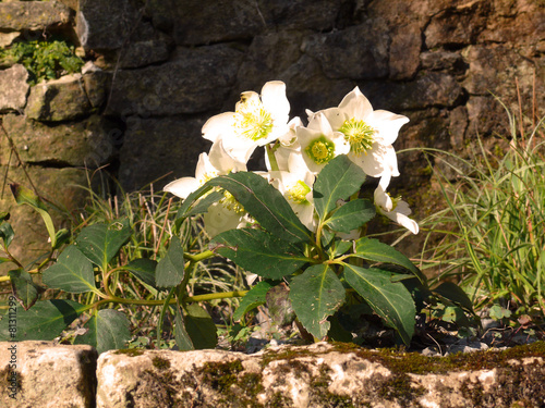 Weihnachtsrose vor historischem gemäuer photo