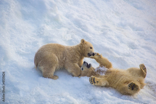Two little bears playing in the snow