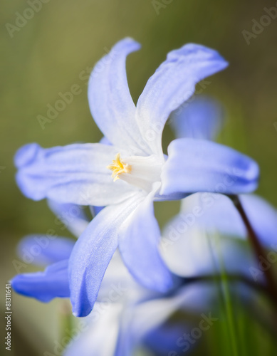 First flowers of spring the...