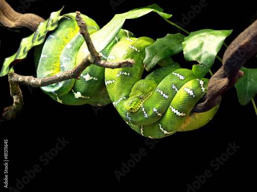 Emerald Tree Boa (Corallus caninus) Snake at Skansen, Stockholm