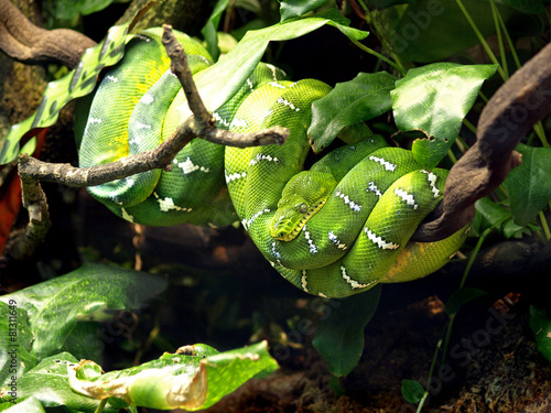 Emerald Tree Boa (Corallus caninus) Snake at Skansen, Stockholm