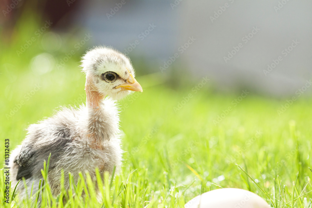 Fototapeta premium Cute chicken on thegreen grass