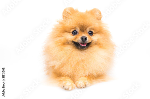 Fototapeta Naklejka Na Ścianę i Meble -  Cute pomeranian spitz