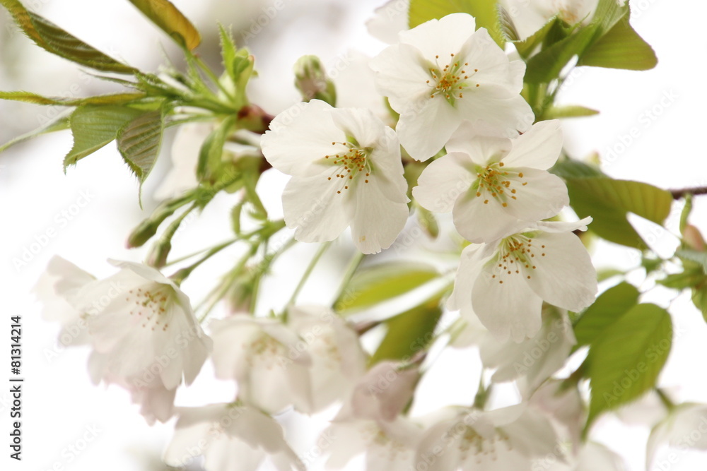 Obraz premium 鬱金桜