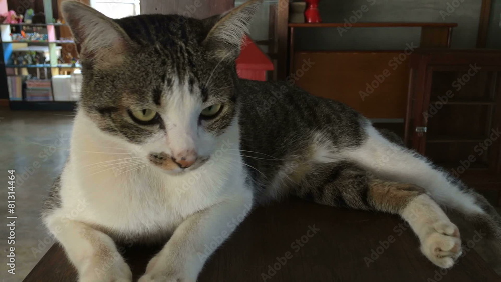 Dolly Shot with Cat Lying Down On Wooden Table, stock video Dolly Shot with Cat Lying Down On Wooden Table, stock video
